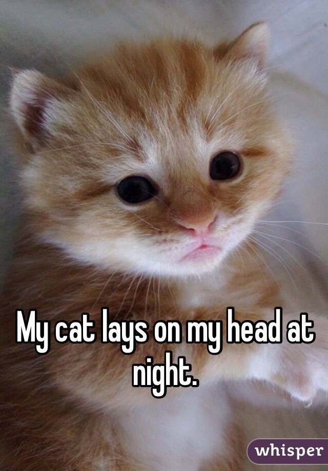 My cat lays on my head at night. 