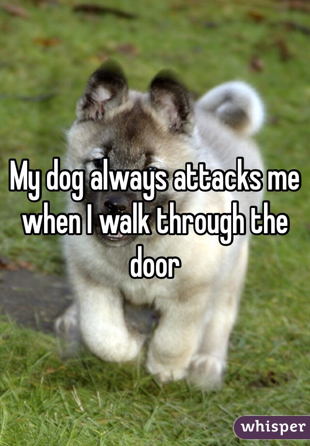 My dog always attacks me when I walk through the door