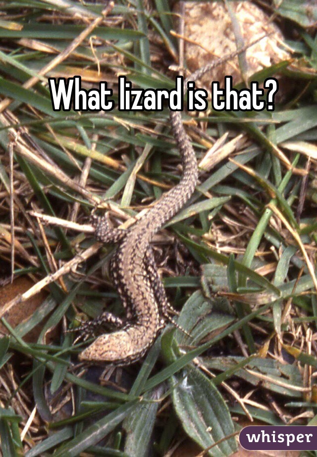 What lizard is that? 