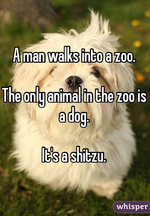 A man walks into a zoo. 

The only animal in the zoo is a dog. 

It's a shitzu. 