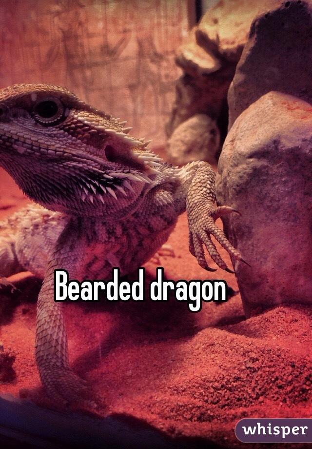 Bearded dragon 