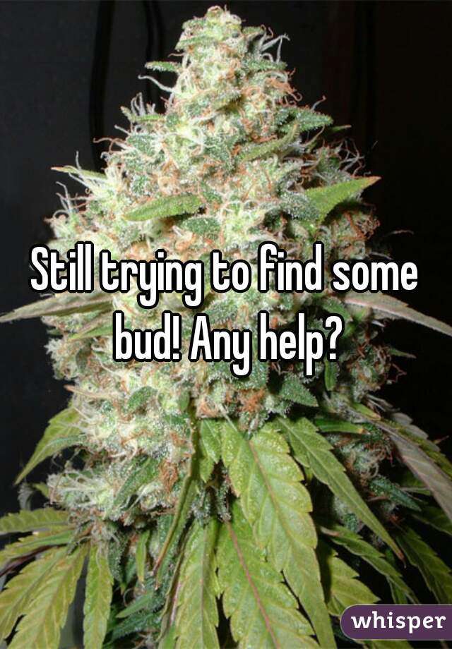 Still trying to find some bud! Any help?