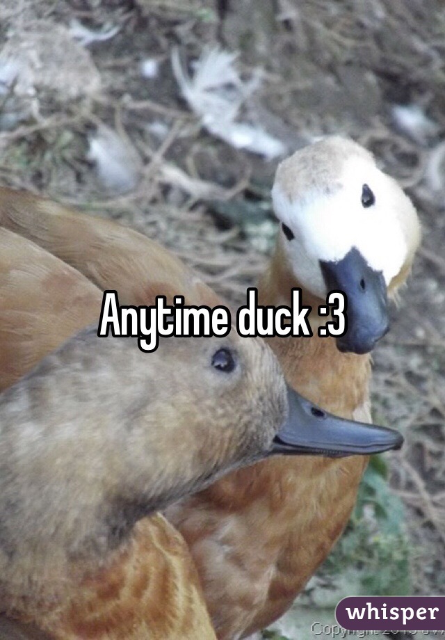 Anytime duck :3