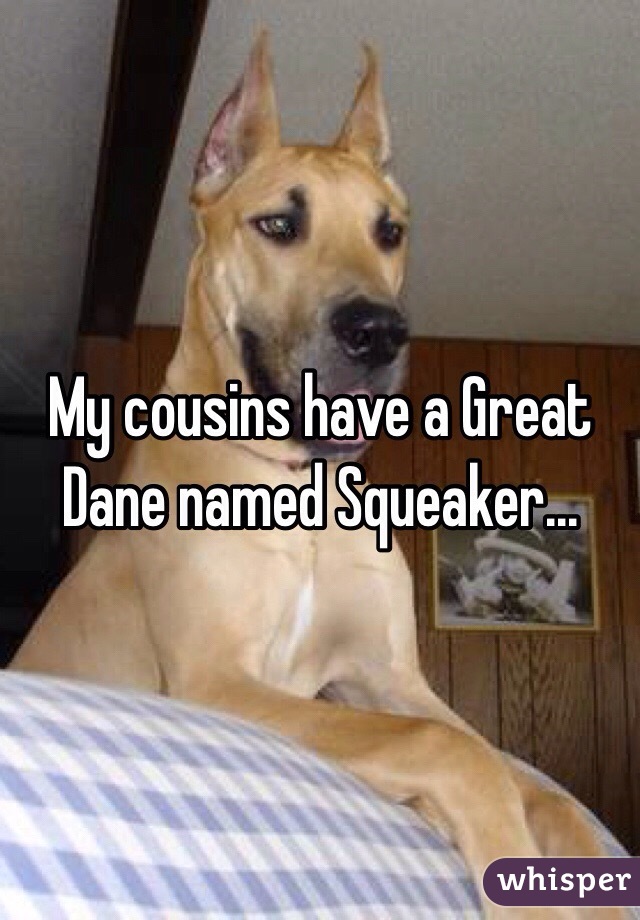 My cousins have a Great Dane named Squeaker...