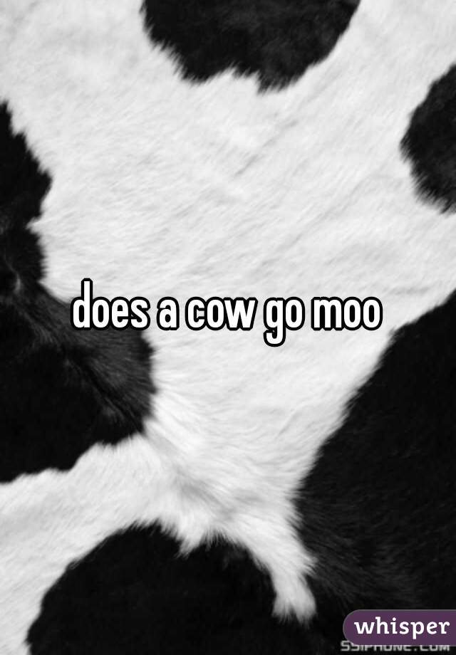 does a cow go moo