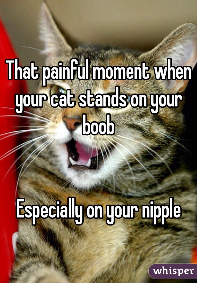 That painful moment when your cat stands on your boob


Especially on your nipple 