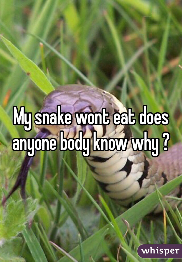 My snake wont eat does anyone body know why ? 