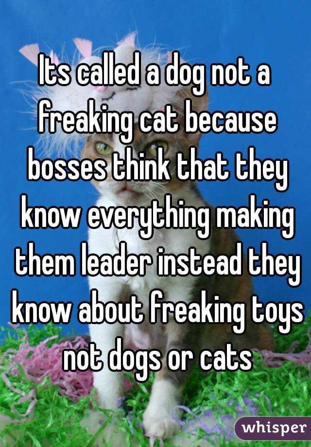 Its called a dog not a freaking cat because bosses think that they know everything making them leader instead they know about freaking toys not dogs or cats