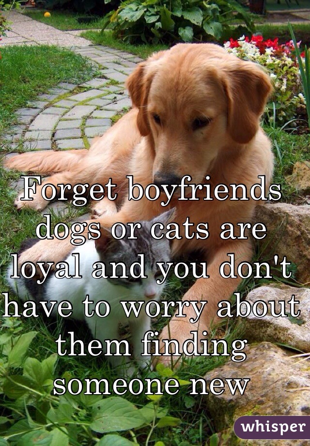 Forget boyfriends dogs or cats are loyal and you don't have to worry about them finding someone new 