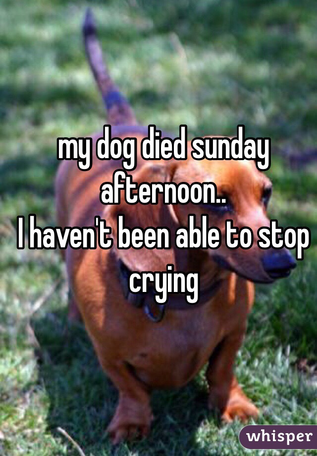 my dog died sunday afternoon..
I haven't been able to stop crying