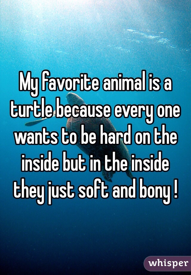 My favorite animal is a turtle because every one wants to be hard on the inside but in the inside they just soft and bony ! 