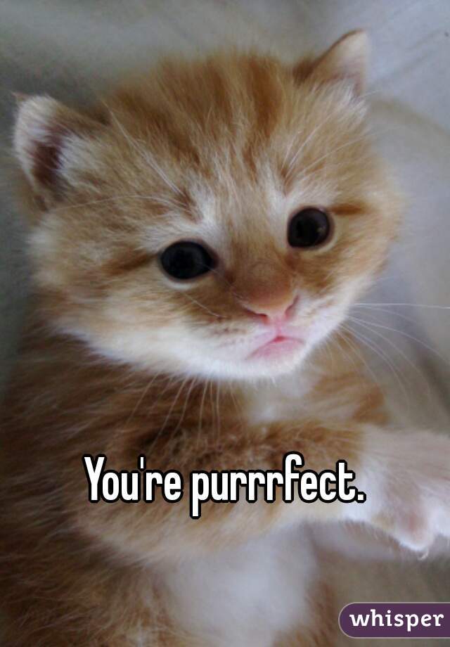 You're purrrfect.