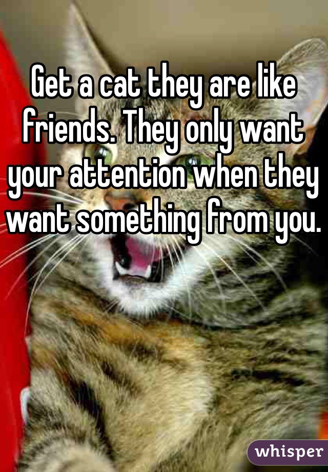 Get a cat they are like friends. They only want your attention when they want something from you.