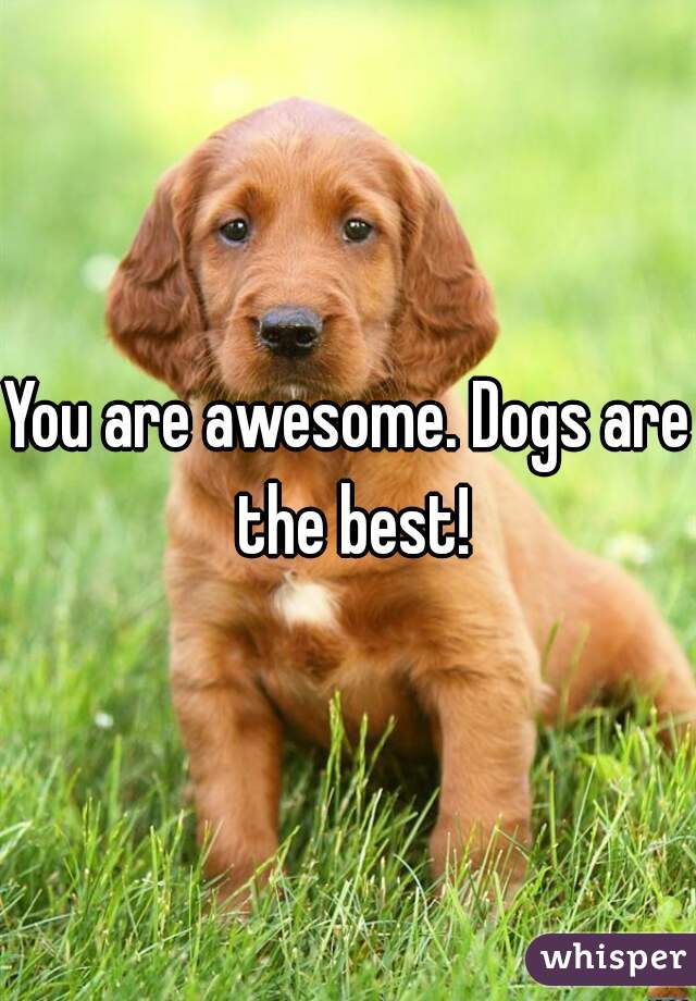 You are awesome. Dogs are the best!