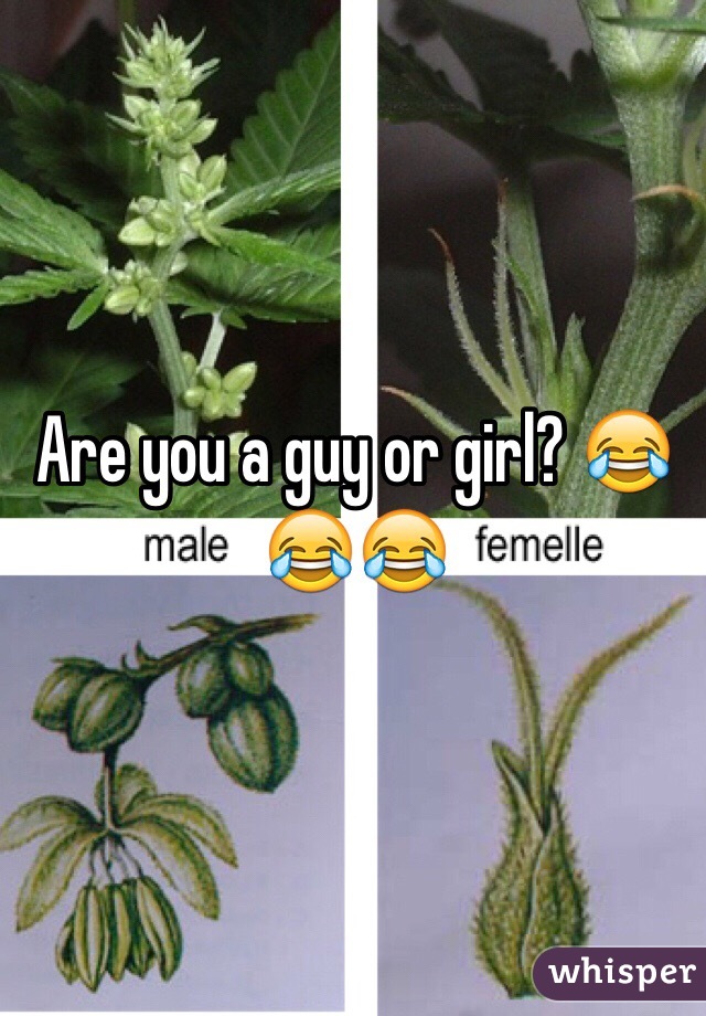 Are you a guy or girl? 😂😂😂