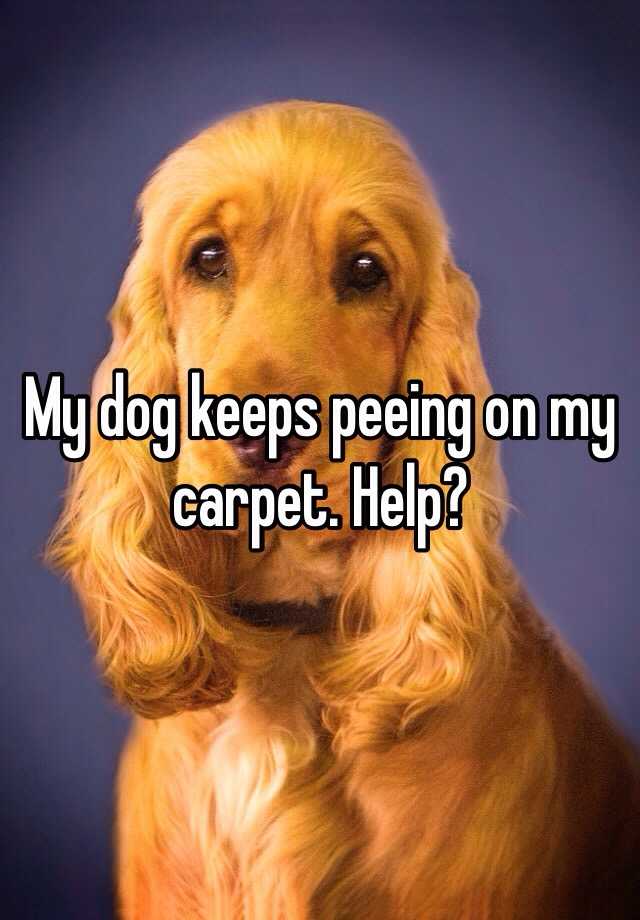 my-dog-keeps-peeing-on-my-carpet-help