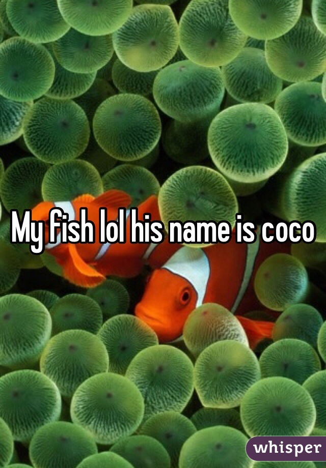 My fish lol his name is coco