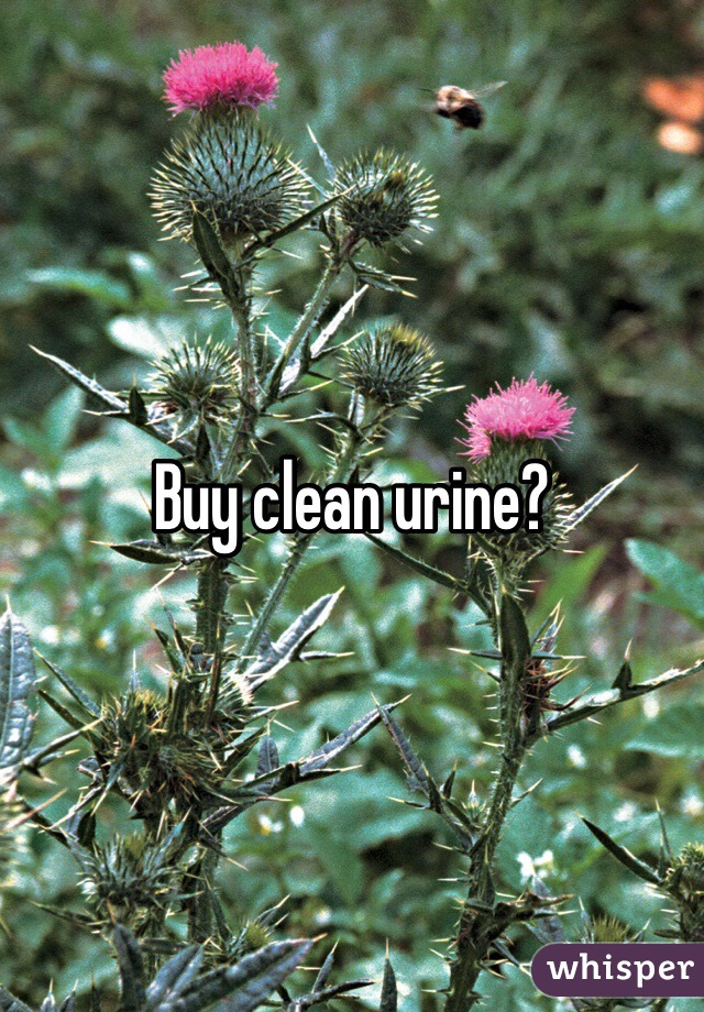 Buy clean urine?