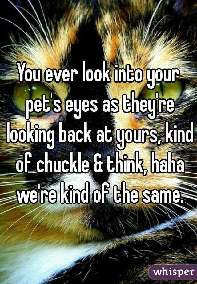 You ever look into your pet's eyes as they're looking back at yours, kind of chuckle & think, haha we're kind of the same.