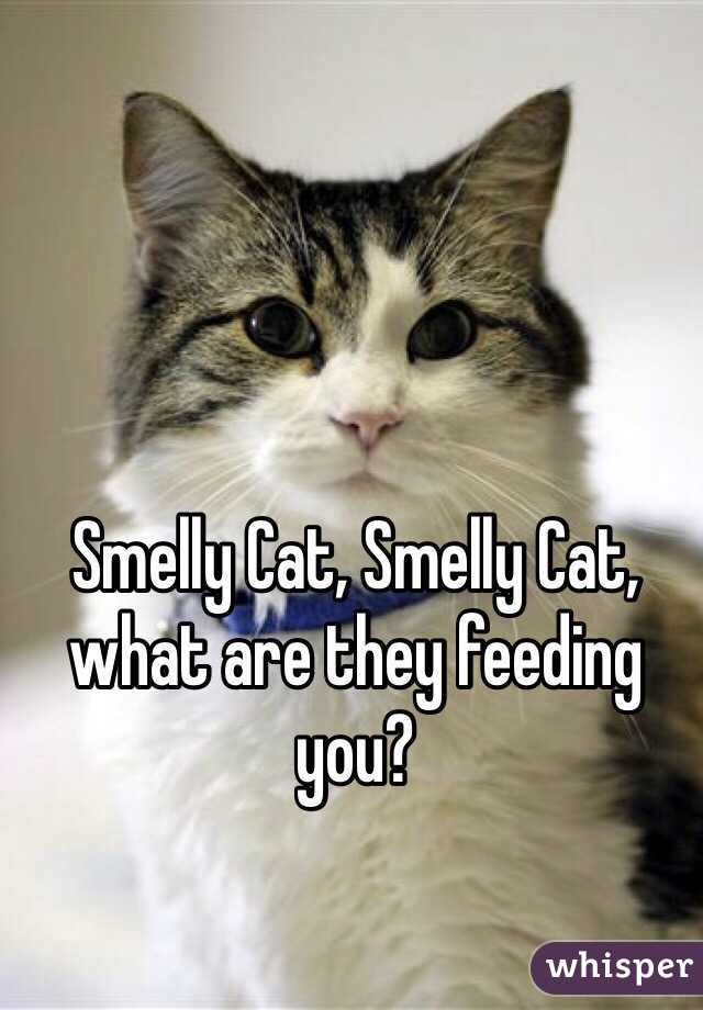 Smelly Cat, Smelly Cat, what are they feeding you?