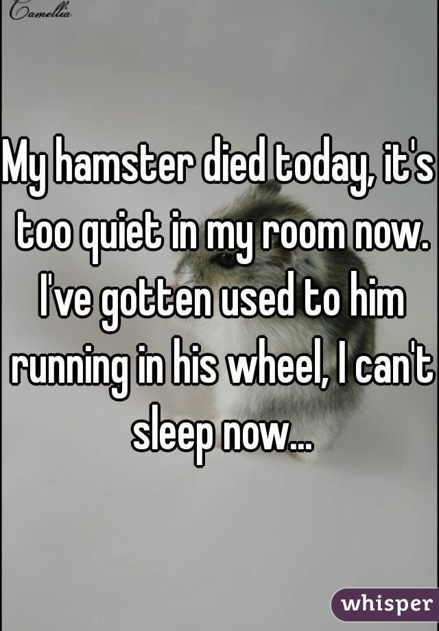 My hamster died today, it's too quiet in my room now. I've gotten used to him running in his wheel, I can't sleep now...