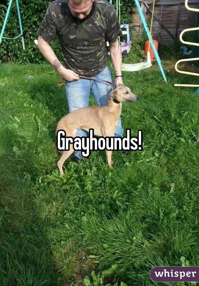 Grayhounds! 