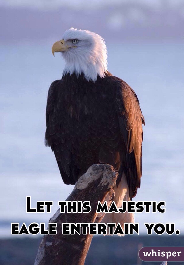 Let this majestic eagle entertain you.
