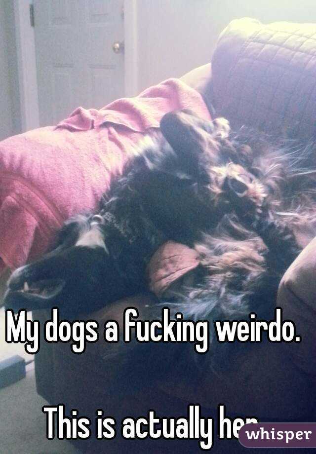 My dogs a fucking weirdo.

This is actually her.
