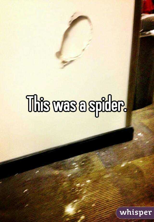 This was a spider.