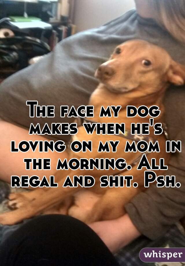 The face my dog makes when he's loving on my mom in the morning. All regal and shit. Psh.
