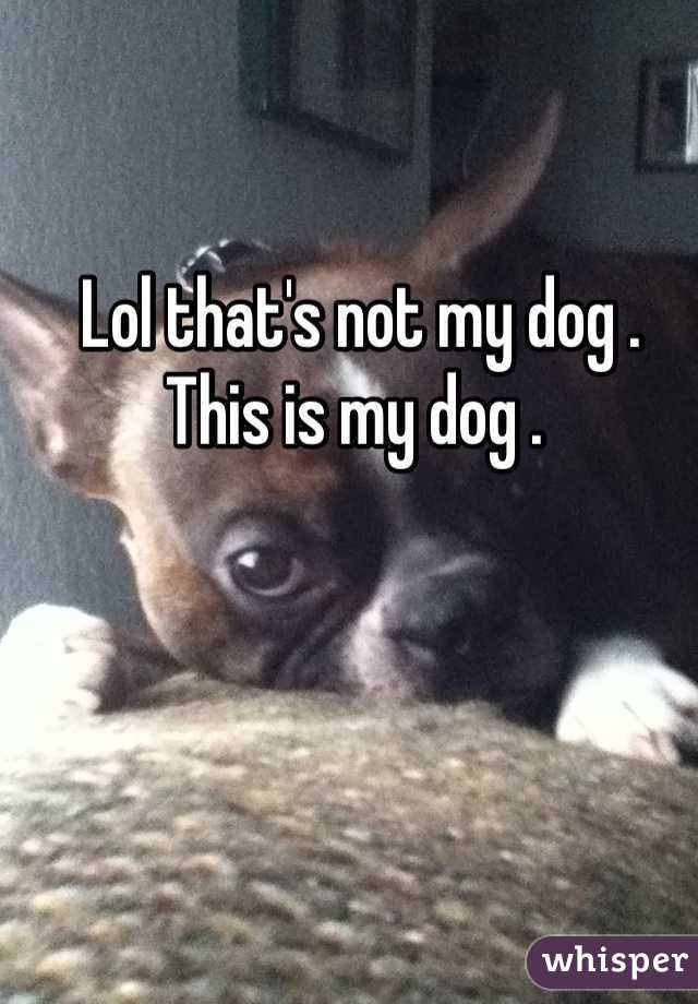 Lol that's not my dog . This is my dog . 