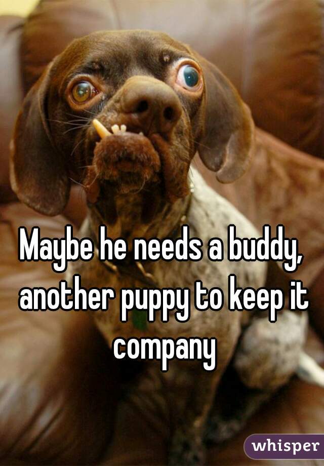 Maybe he needs a buddy, another puppy to keep it company