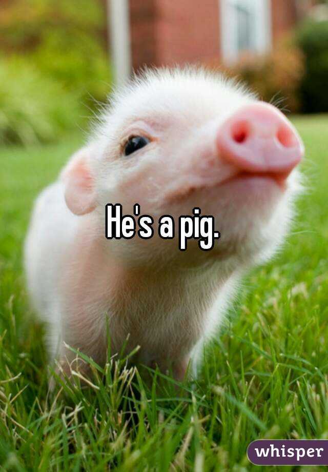 He's a pig.