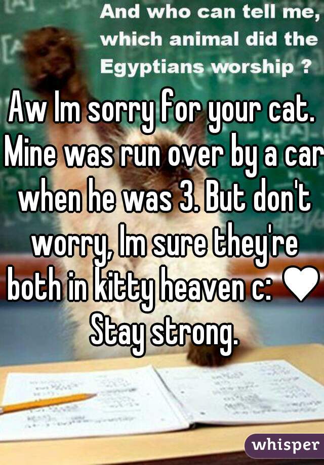 Aw Im sorry for your cat. Mine was run over by a car when he was 3. But don't worry, Im sure they're both in kitty heaven c: ♥ Stay strong.