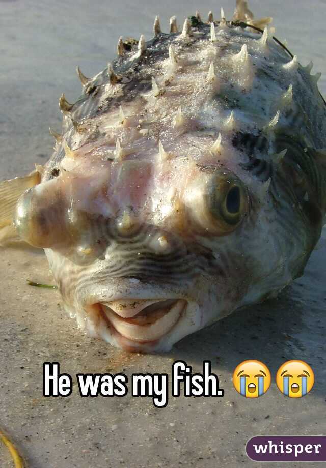 He was my fish. 😭😭
