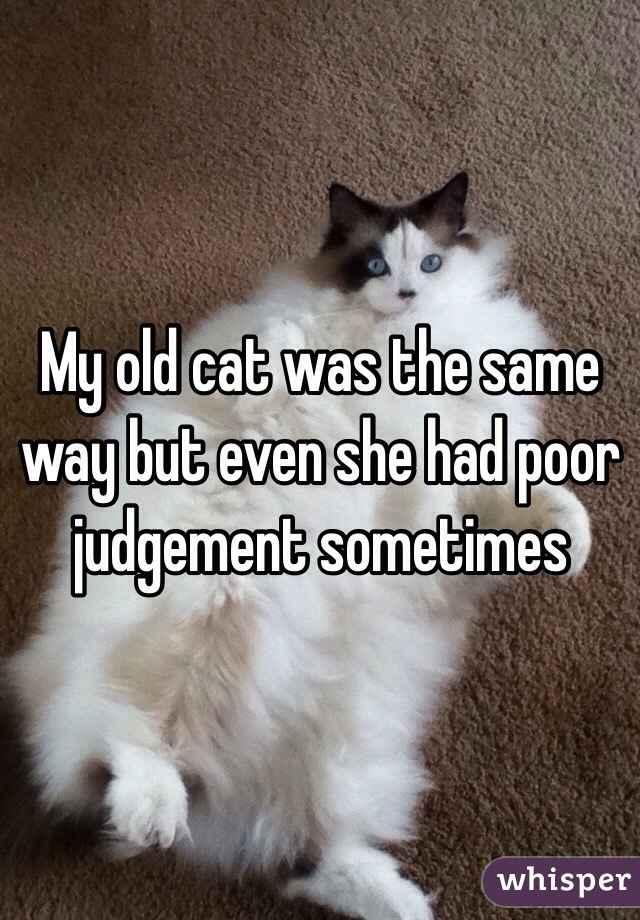 My old cat was the same way but even she had poor judgement sometimes