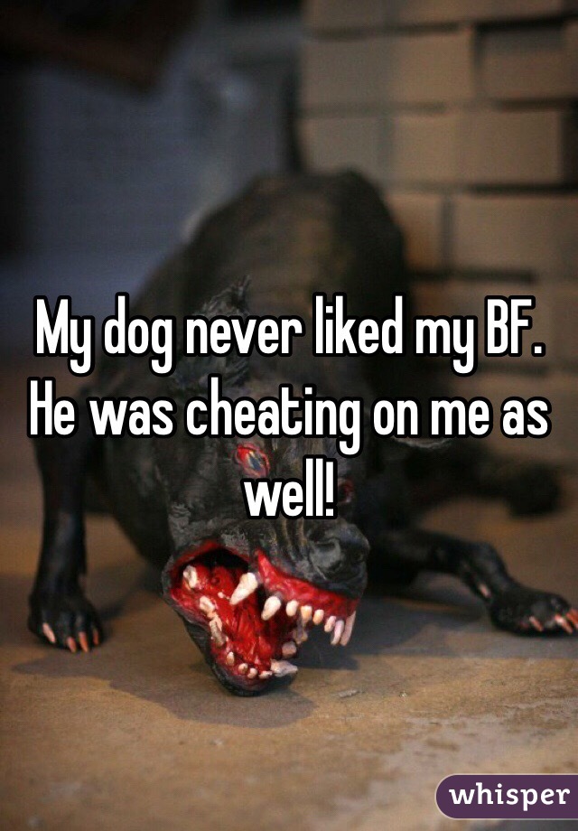 My dog never liked my BF. He was cheating on me as well! 