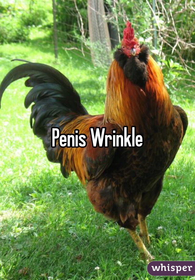 Penis Wrinkle