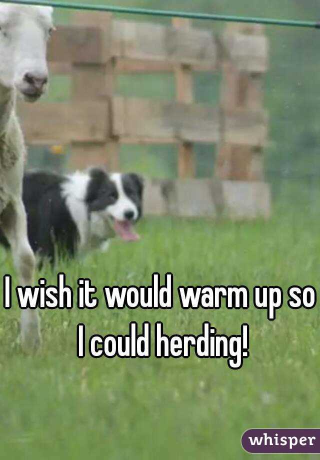 I wish it would warm up so I could herding!