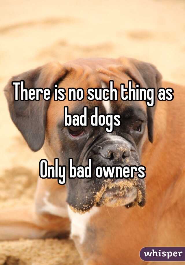 There is no such thing as bad dogs Only bad owners