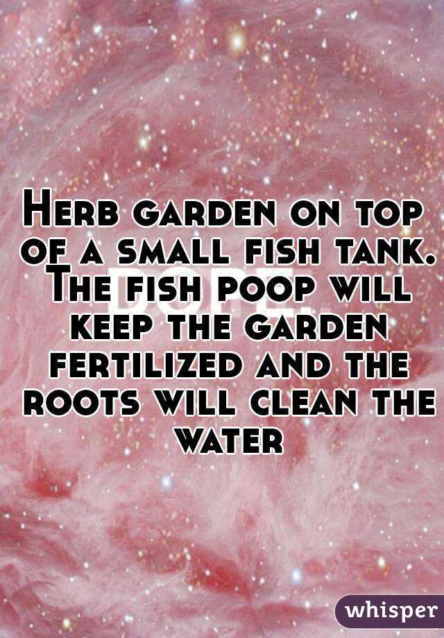 Herb garden on top of a small fish tank. The fish poop will keep the garden fertilized and the roots will clean the water