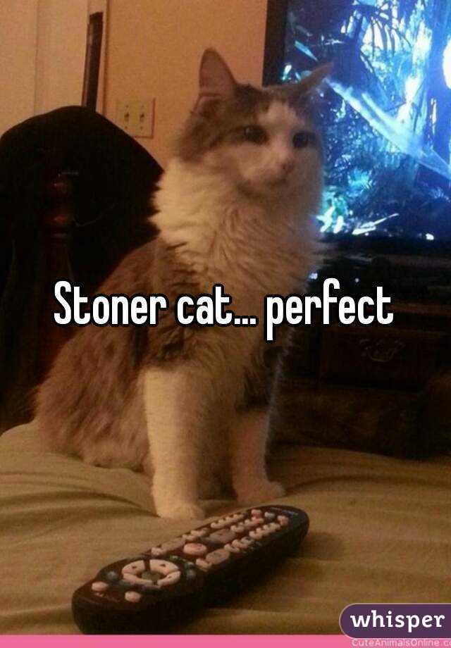 Stoner cat... perfect
