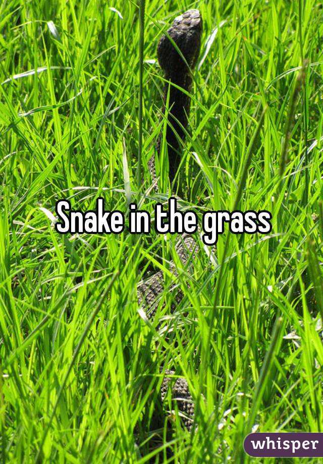  Snake in the grass