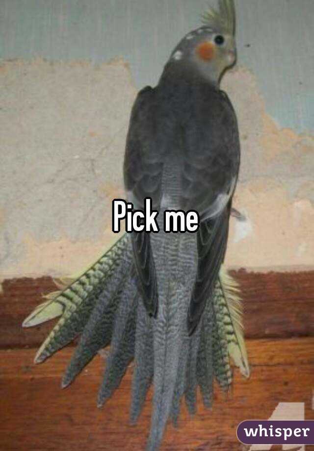 Pick me
