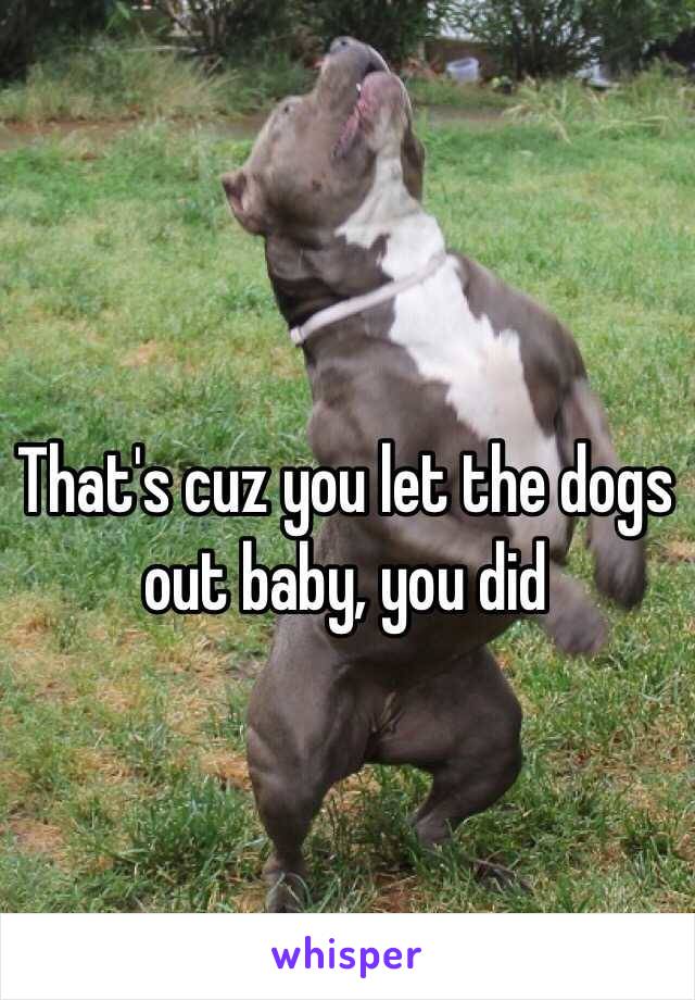 That's cuz you let the dogs out baby, you did