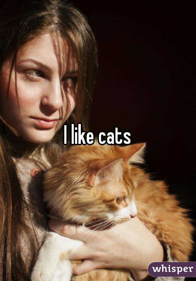 I like cats