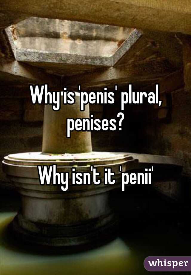 Why is 'penis' plural, penises?

Why isn't it 'penii'