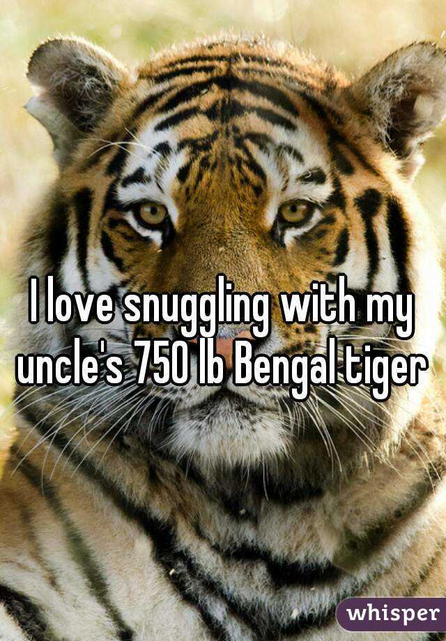 I love snuggling with my uncle's 750 lb Bengal tiger 
