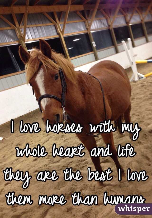  I love horses with my whole heart and life they are the best I love them more than humans 