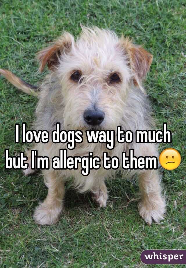I love dogs way to much but I'm allergic to them😕